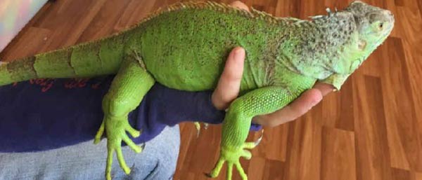 МИР ЖИВОТНЫХ